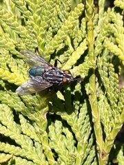 Sarconesia chlorogaster