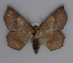 Euchlaena deplanaria