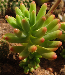 Sedum pachyphyllum