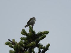 Phylloscopus plumbeitarsus