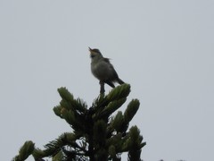 Phylloscopus plumbeitarsus