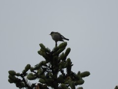 Phylloscopus plumbeitarsus