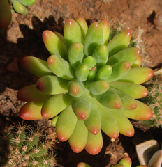 Sedum pachyphyllum