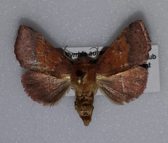 Pyrrhia aurantiago