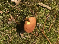 Xerocomus ferrugineus