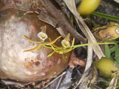 Prosthechea pterocarpa