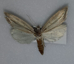 Doryodes bistrialis