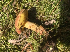 Xerocomus ferrugineus