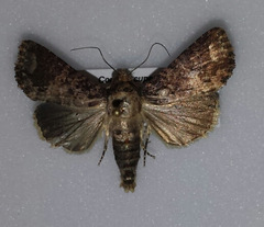Condica cupentia