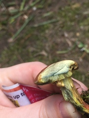 Xerocomus ferrugineus