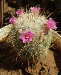 Mammillaria bombycina