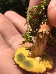 Xerocomus ferrugineus