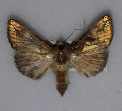 Argyrogramma verruca