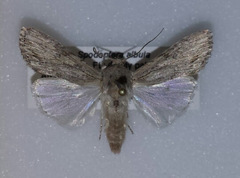 Spodoptera albula