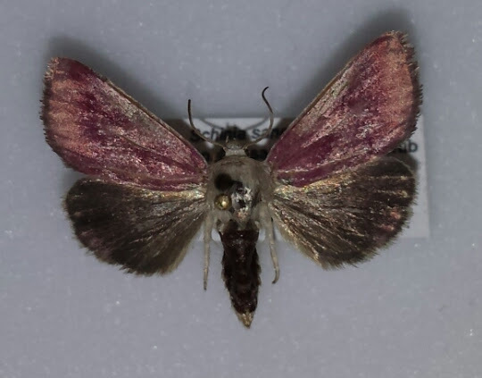 Bleeding Flower Moth