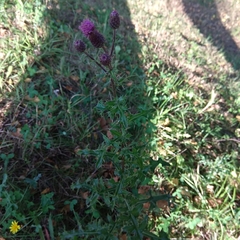 Cirsium arvense