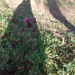 Cirsium arvense