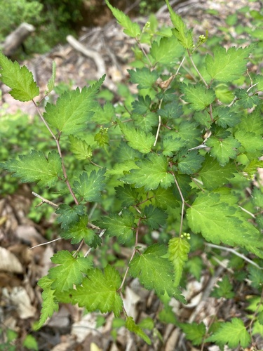 Neillia incisa, photograph 4