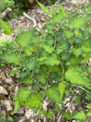 Neillia incisa, photograph mecarr, CC BY, iNaturalist via GBIF