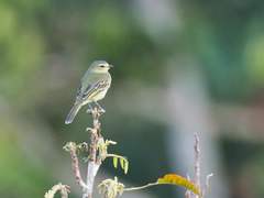 Zimmerius viridiflavus