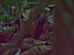 Myrmoderus eowilsoni