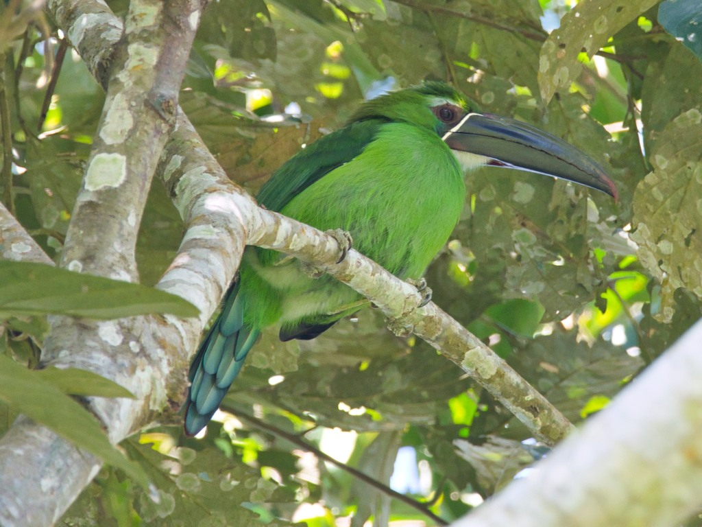Chestnut-Tipped Toucanet