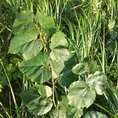Tilia cordata