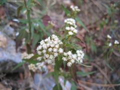 Ageratina paupercula