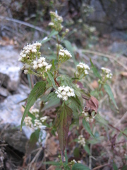 Ageratina paupercula