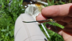 Calopteryx amata