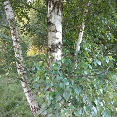 Betula pendula
