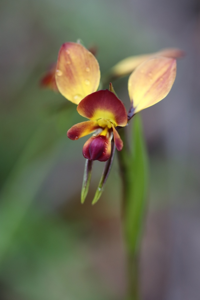 Wallflower orchid