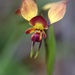 Wallflower Orchid - Photo (c) sunphlo, some rights reserved (CC BY-NC)