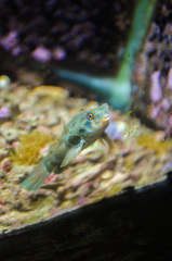 Synchiropus picturatus