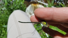 Calopteryx amata