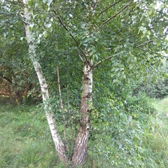 Betula pendula