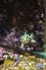 Synchiropus picturatus