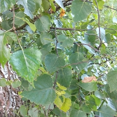 Betula pendula