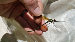 Calopteryx amata