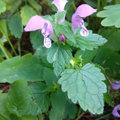 Lamium maculatum