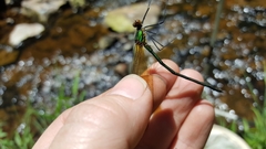 Calopteryx amata