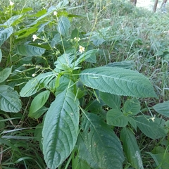 Impatiens parviflora