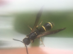 Symmorphus canadensis