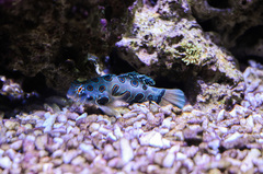 Synchiropus picturatus