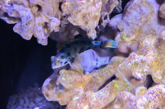 Synchiropus picturatus