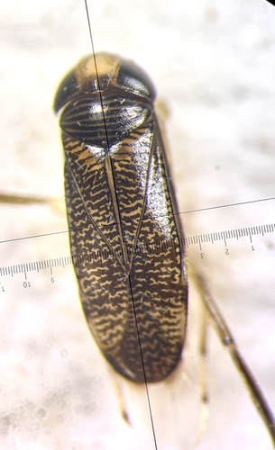 Trichocorixa sexcincta