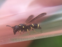 Symmorphus canadensis