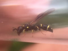 Symmorphus canadensis