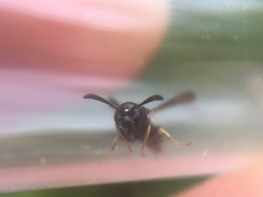 Symmorphus canadensis