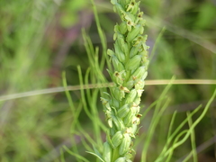 Platanthera huronensis